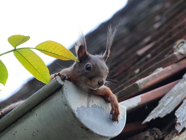 squirrel 451009 640